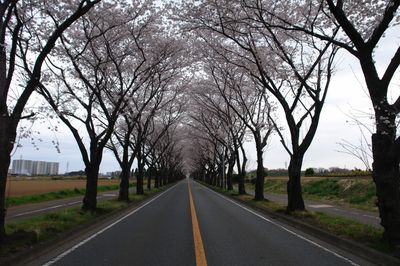 海軍道路の桜2