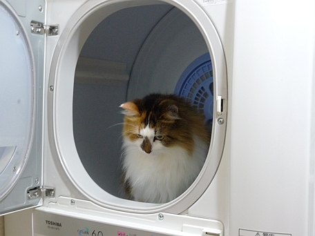 乾燥機に入る猫