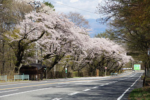 伊香保温泉桜