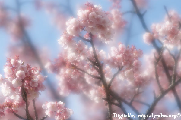熱海桜(ソフトフォーカス)