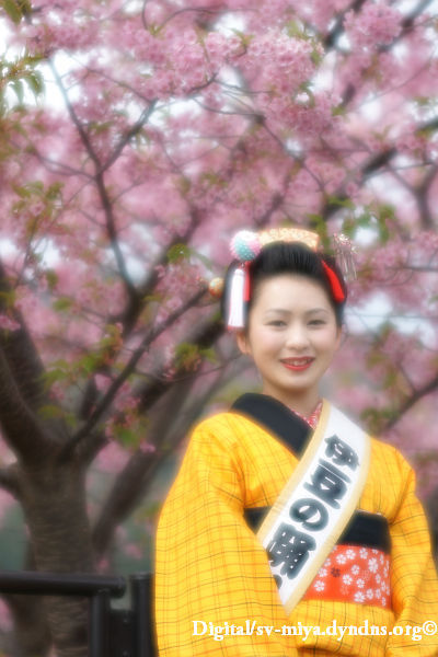 伊豆の踊り子と河津桜