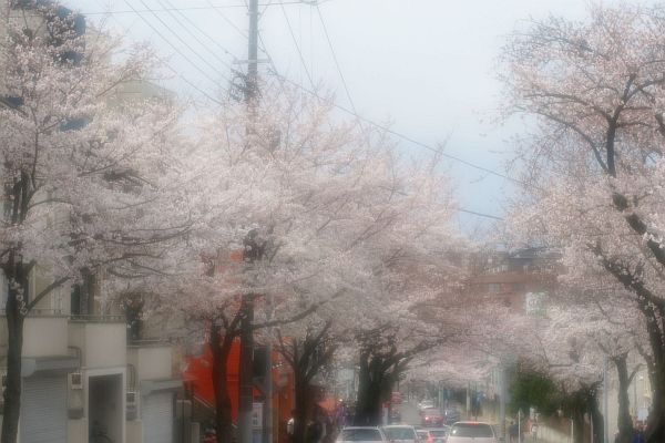 20150329桜1