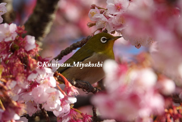 熱海桜とメジロ2